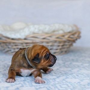 ridgeback puppy